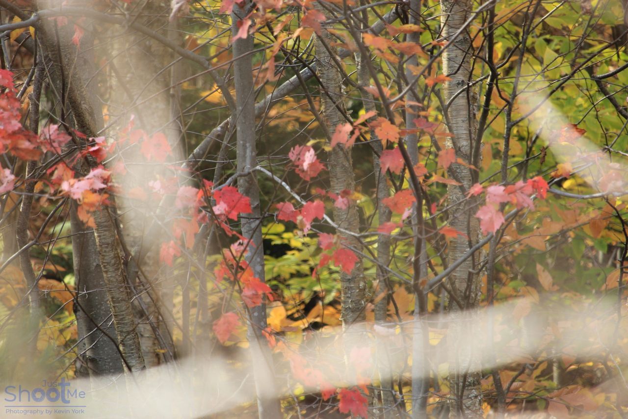 A view through translucent, blurred foreground layers showing autumn leaves in shades of red, orange, and yellow.