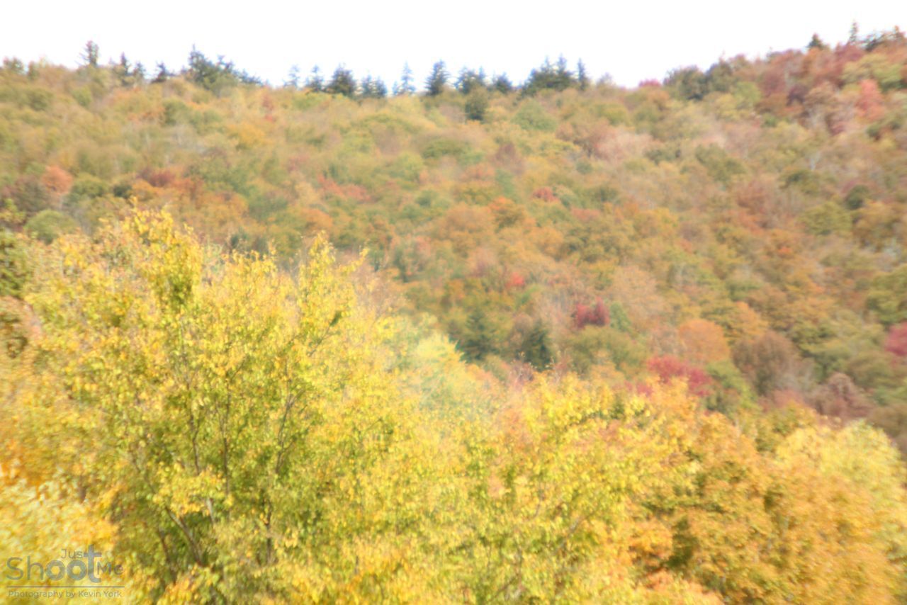 A hillside covered in a dense, lush forest during autumn, featuring a mix of yellow, orange, and green foliage.
