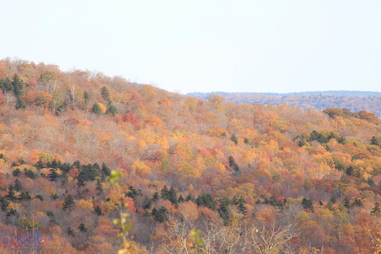 A hillside landscape covered in autumn foliage with orange and yellow trees interspersed with dark green pines.