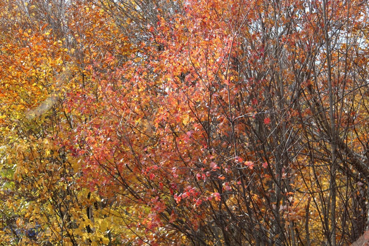 A dense thicket of trees in autumn, showing a vibrant gradient of yellow, orange, and red leaves against bare branches.