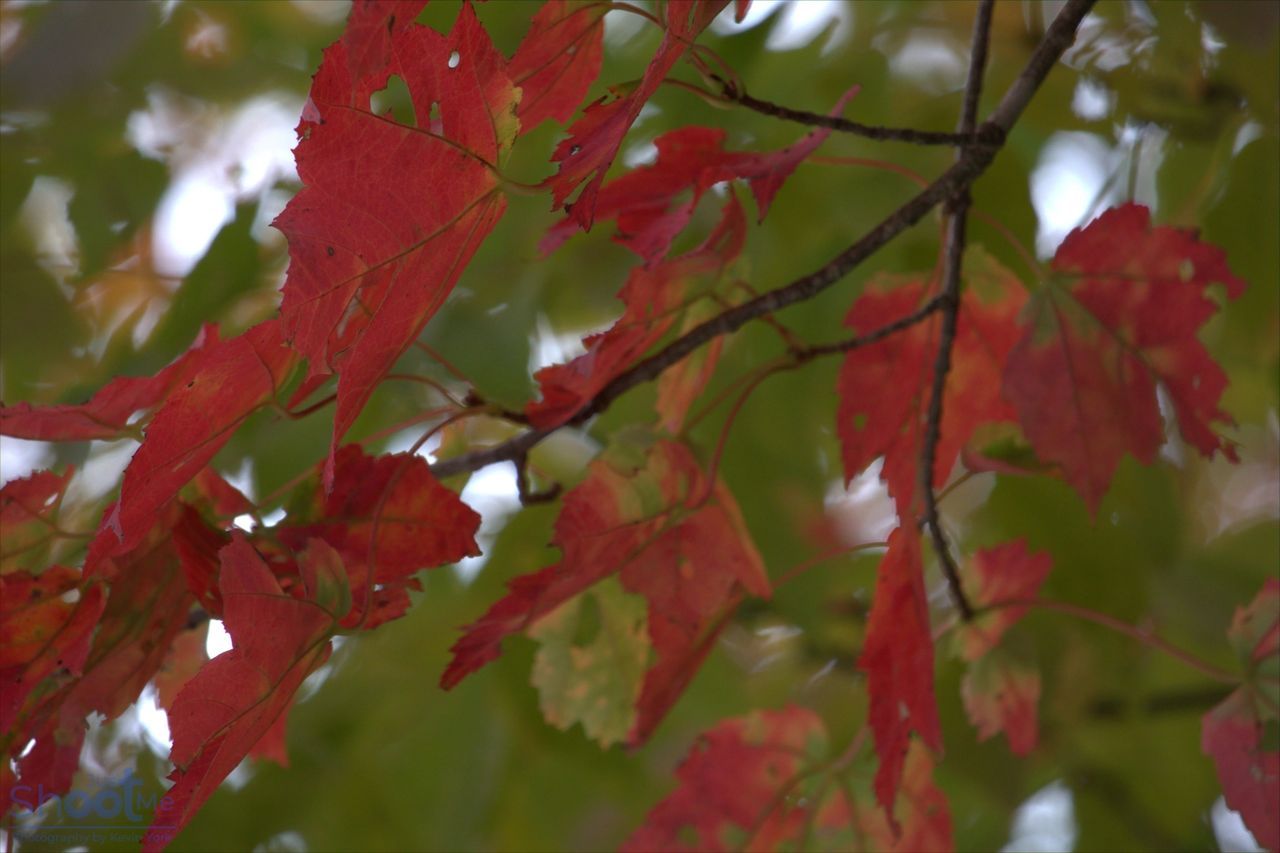 Red and green autumn maple leaves on branches against a soft, out-of-focus background.