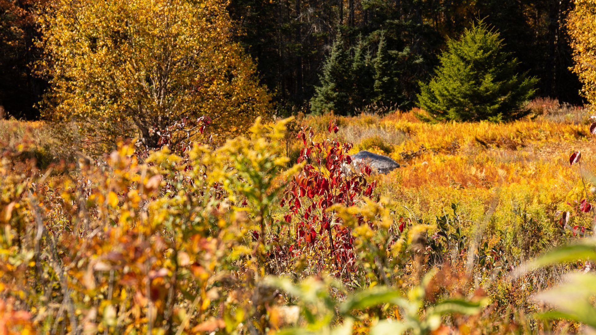Autumn meadow with golden grass and red wildflowers, backed by trees in warm fall colors
