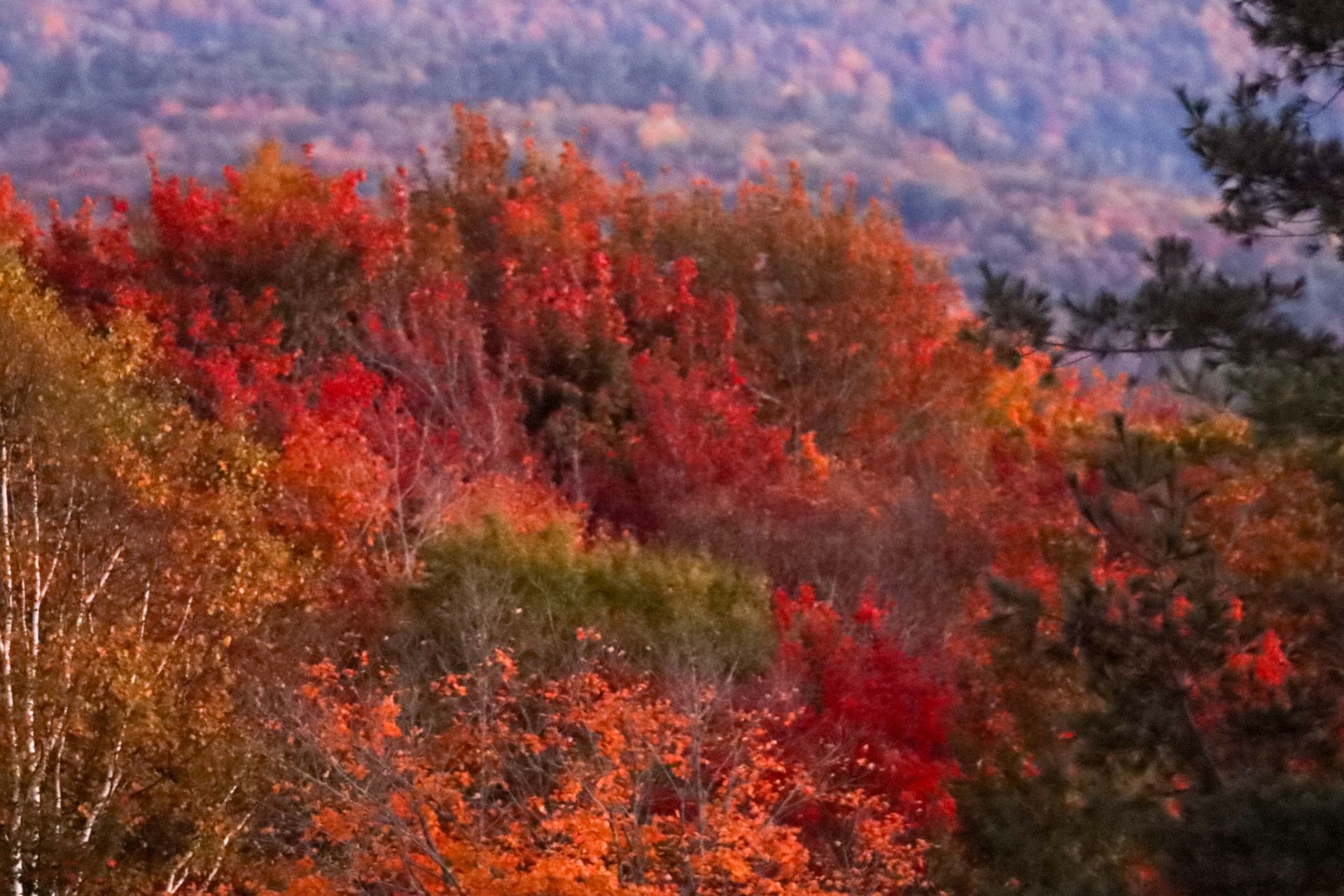 Autumn forest with vivid red, orange, and gold foliage against a hazy mountain backdrop