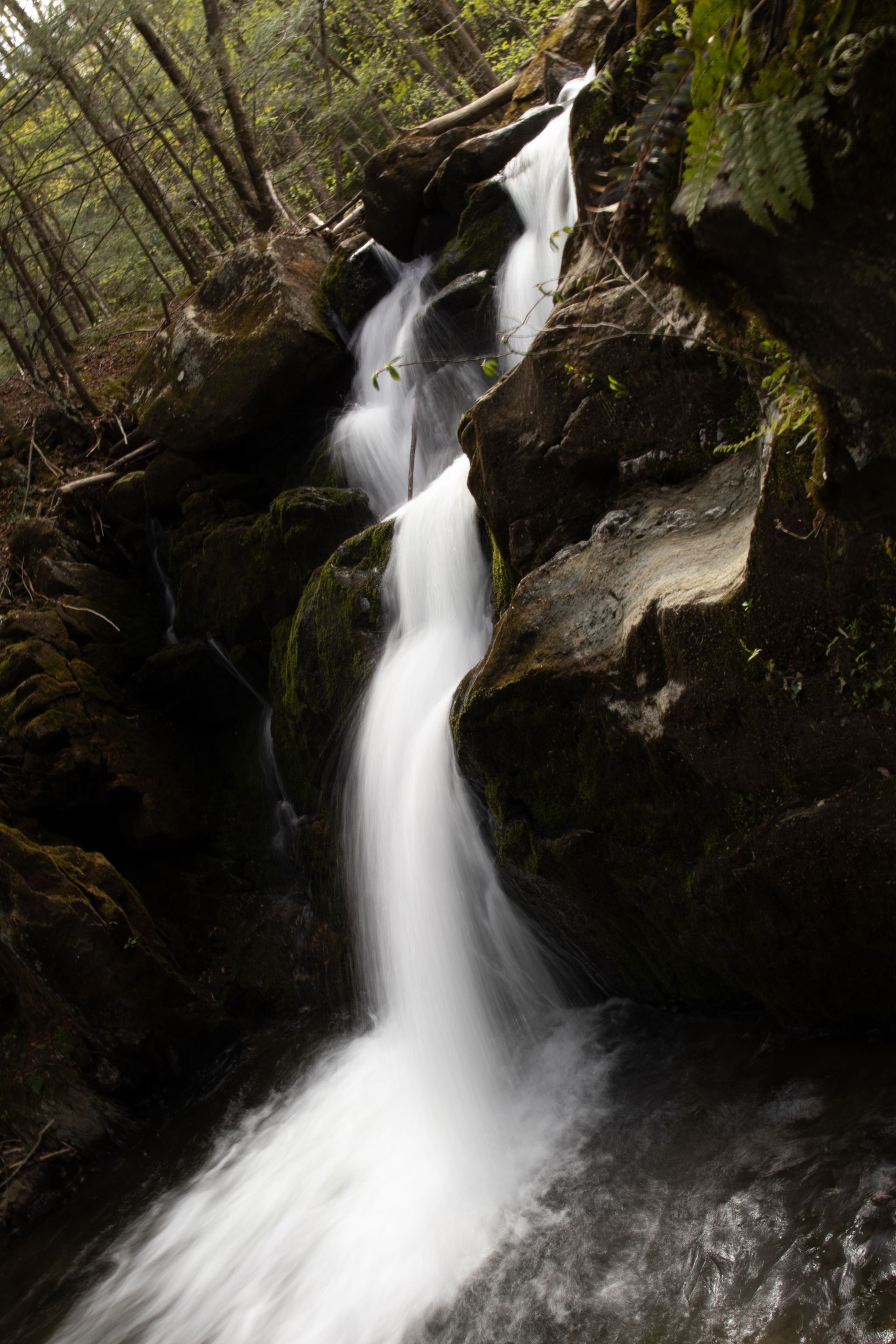 Small waterfall cascading through a dark forested gorge over mossy rocks