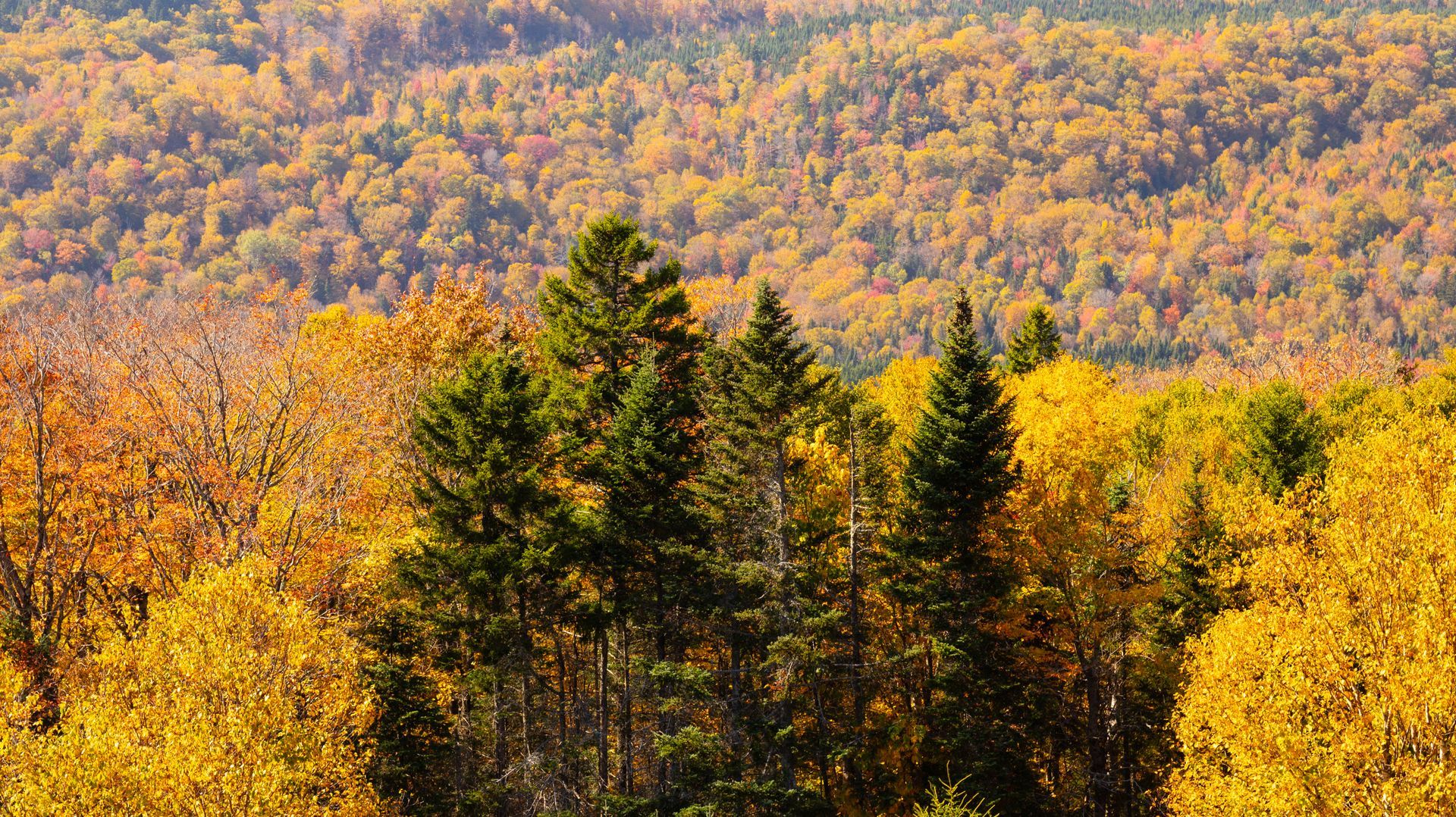 Autumn forest with orange and yellow foliage and dark evergreen trees in the foreground