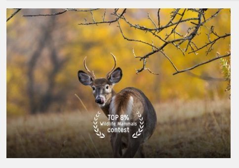 Deer standing in a grassy field with autumn yellow trees and branches overhead