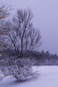 A snow-covered tree stands in a field during a winter day, with a soft purple sky and a distant forest in the background.