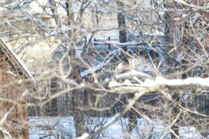 A snowy scene viewed through a foreground of leafless tree branches, looking toward the dark roof of a building.