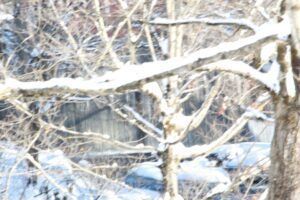 A snowy forest landscape with bare tree branches and a partially obscured fence in the background.