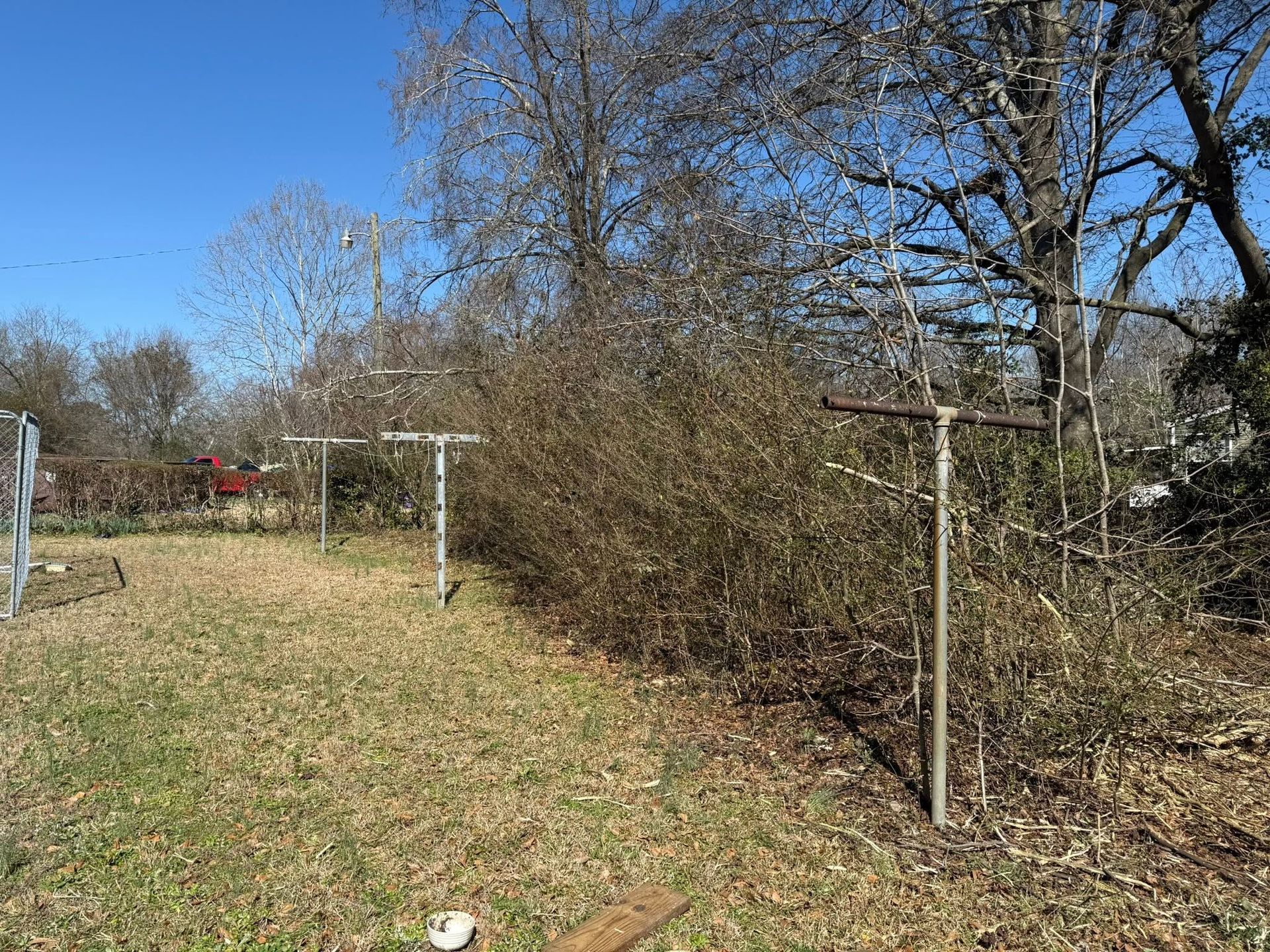 Grassy yard with bare trees and chain-link fence under a clear blue sky
