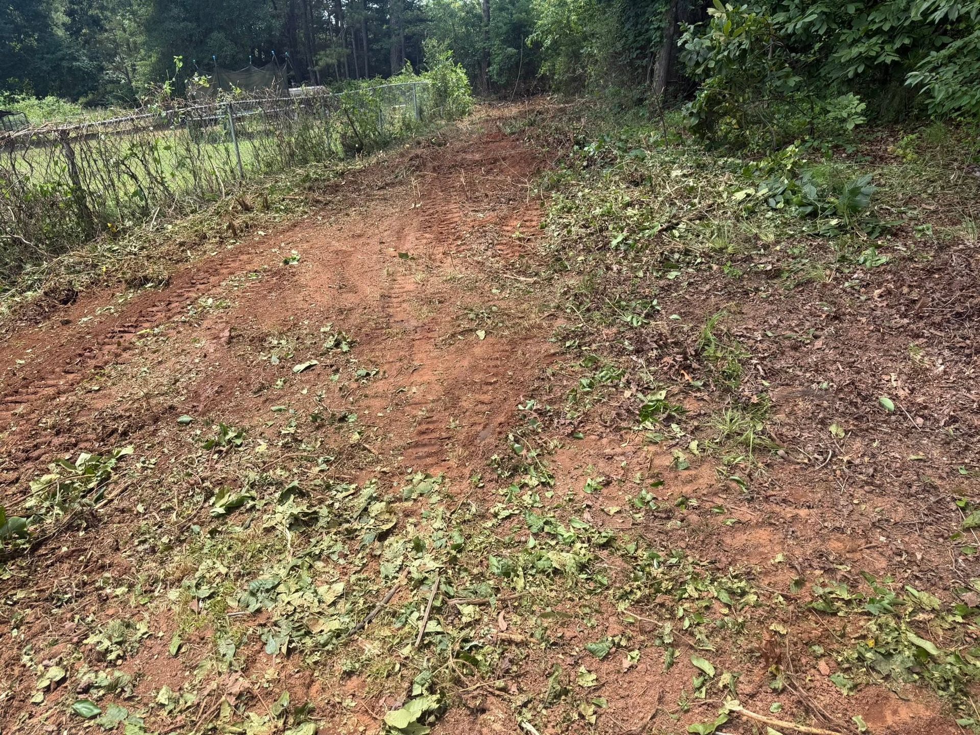 Dirt path through dense green woodland, with scattered plants and reddish soil