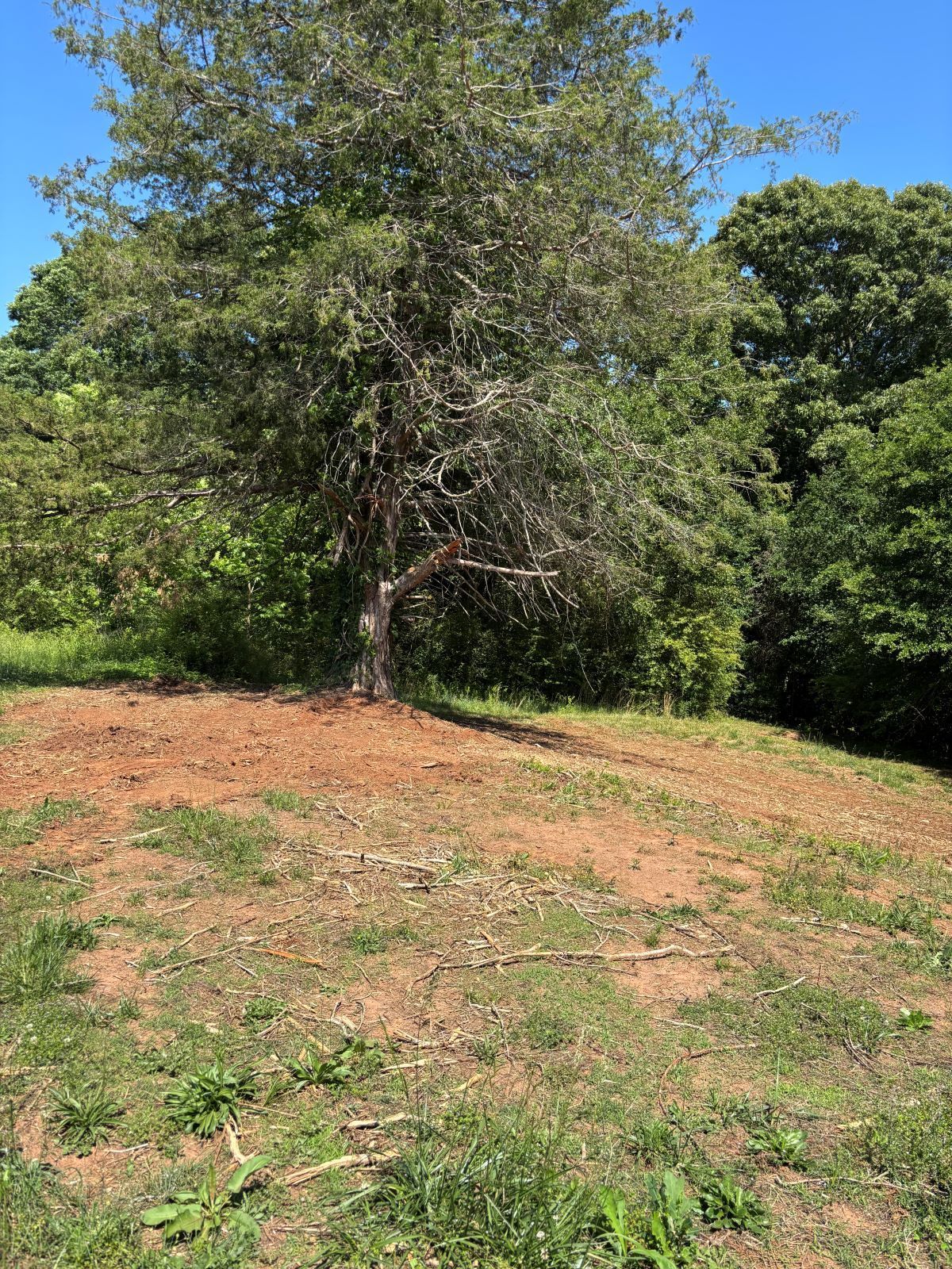 Solitary tree on a grassy dirt mound with dense green foliage in the background under a clear blue sky