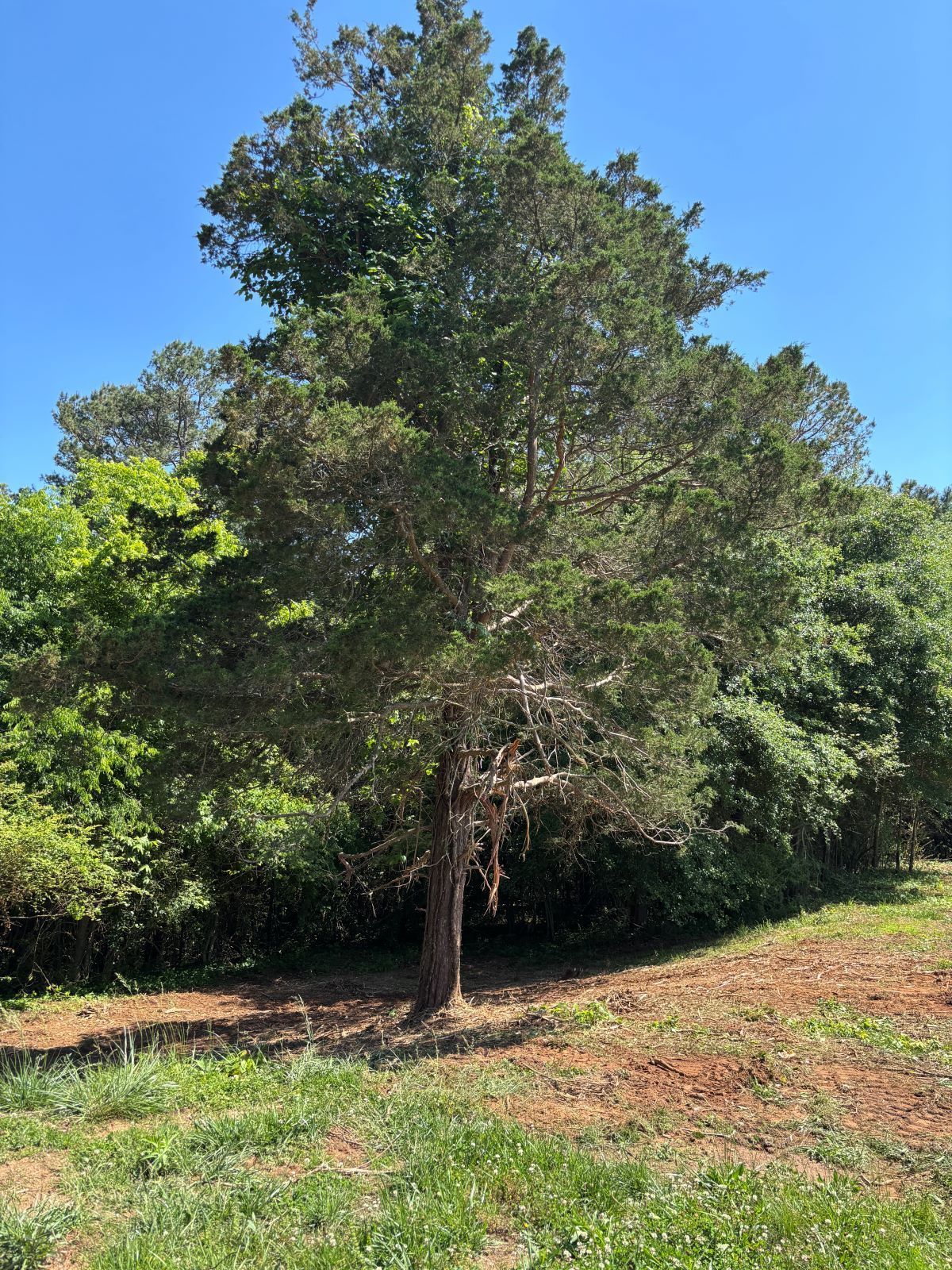 Tall green tree in a sunny grassy clearing with dense forest in the background