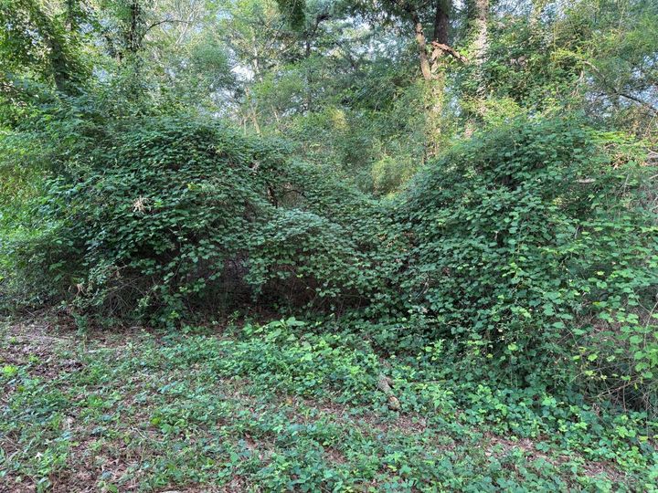 Dense green shrubs and trees in a wooded area with a grassy foreground and sunlight filtering through.