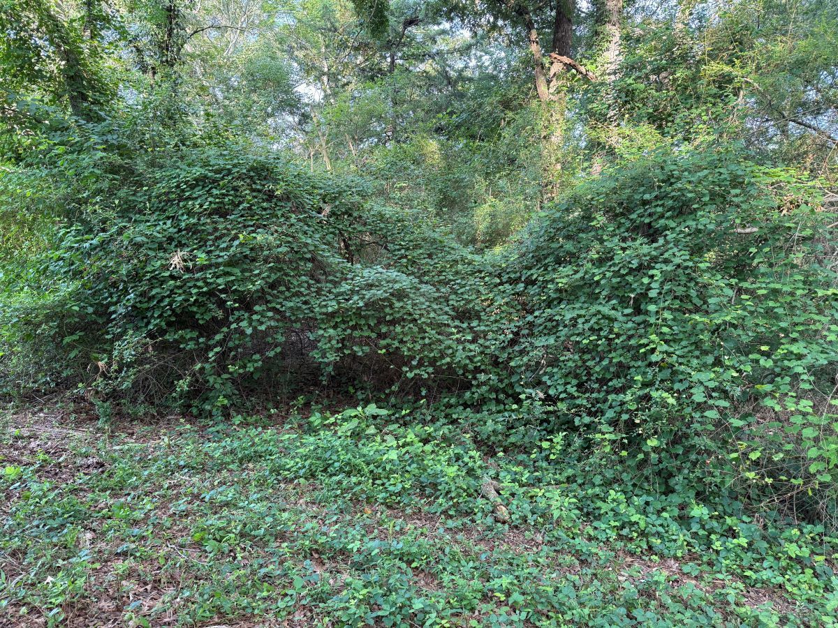 Dense green bushes and trees in a wooded area with a grassy foreground.