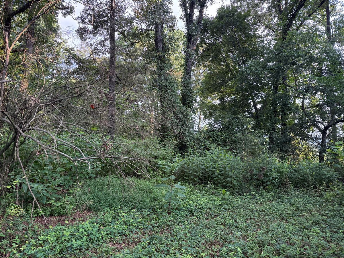 Dense green woodland with tall trees and undergrowth