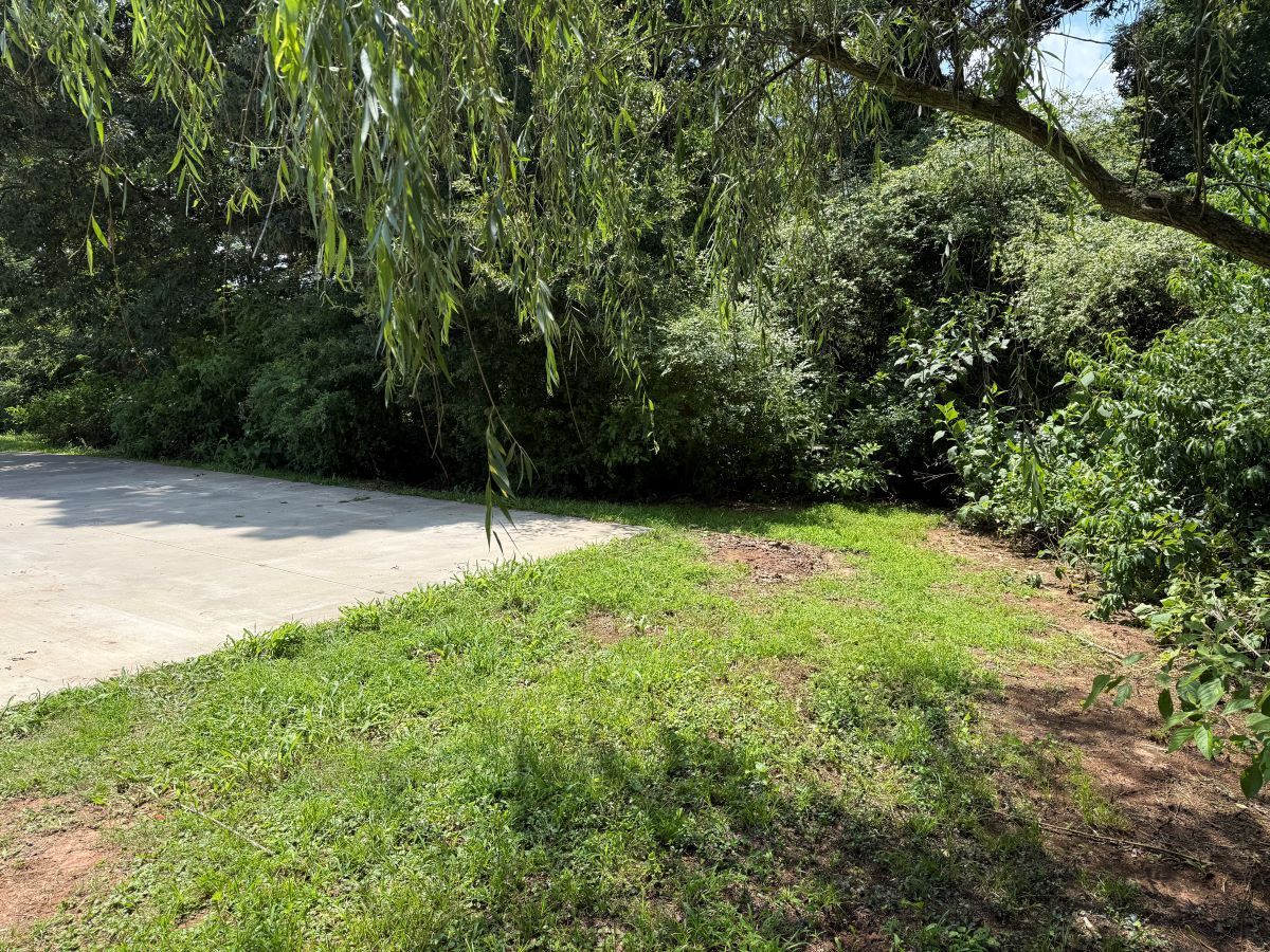 Sunny grassy roadside beside dense green trees and a paved path