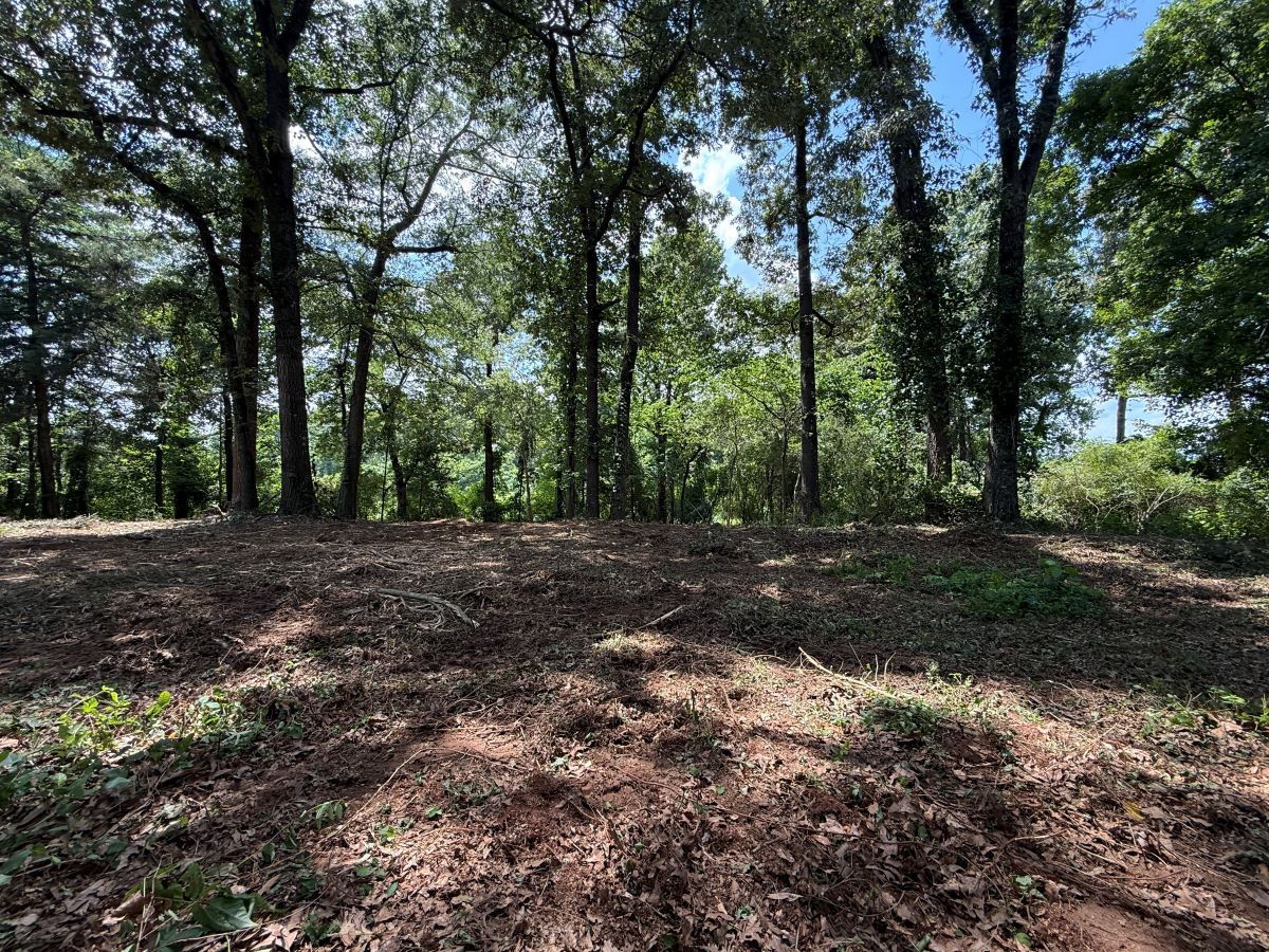 Wooded hillside with scattered trees and dappled sunlight over bare ground