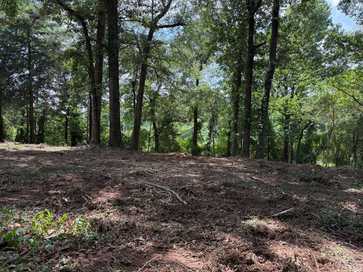 Wooded hillside with scattered trees and sunlight filtering through the leaves