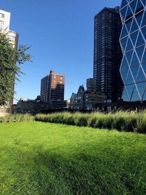 Grassy park with city buildings in the background under a clear blue sky.