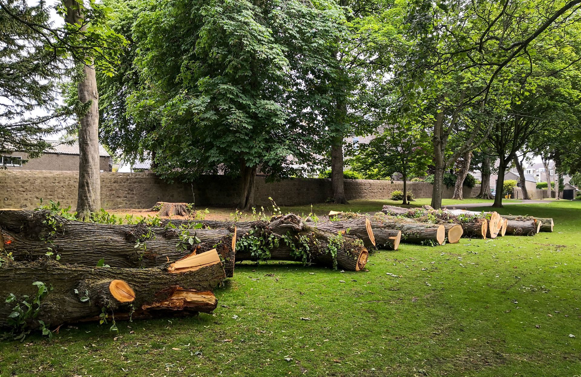 Fallen tree logs after commercial tree removal in Garden City.