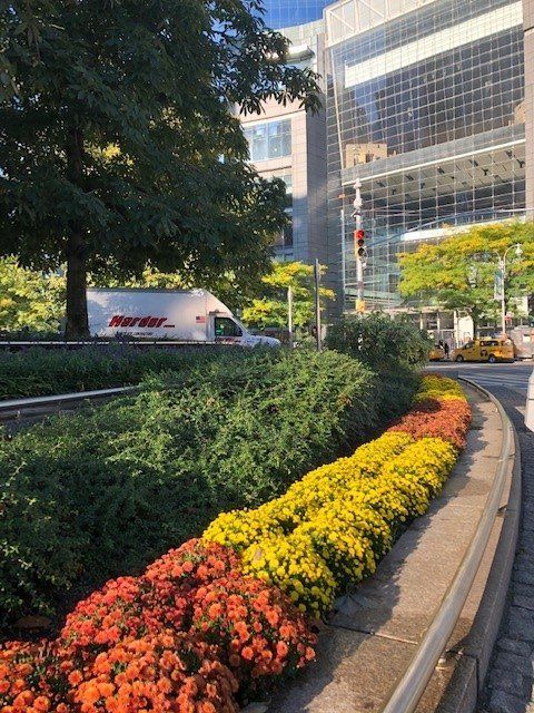 Colorful mums in a planter along a city street with a white van and modern glass building in the background.