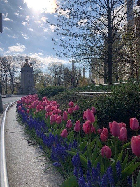 Pink tulips and blue flowers border a path in a park, with trees and buildings in the background.