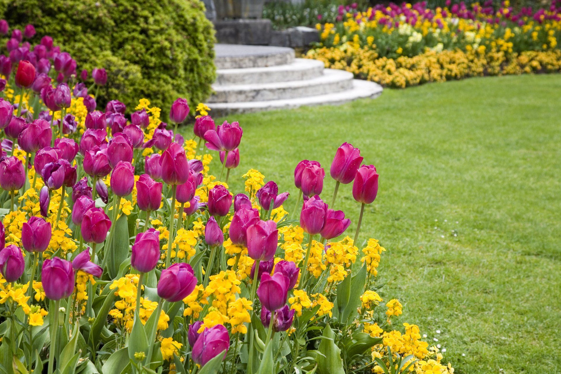 Purple tulips and yellow flowers in a garden bed near a stone staircase.