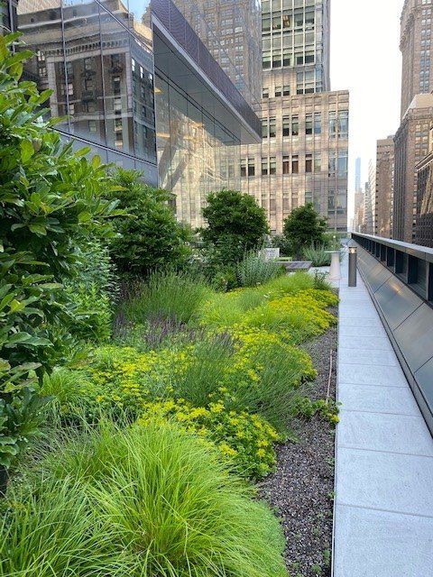 Rooftop garden with green plants and flowers beside a building with glass windows.