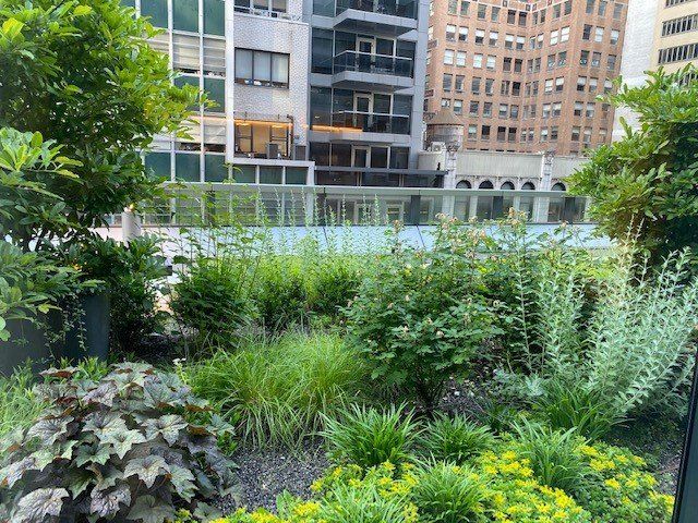 Green rooftop garden with diverse plants, surrounded by city buildings.