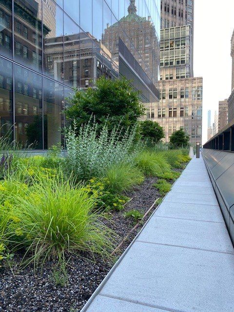 Green rooftop garden with lush plants next to a concrete walkway, surrounded by tall buildings.