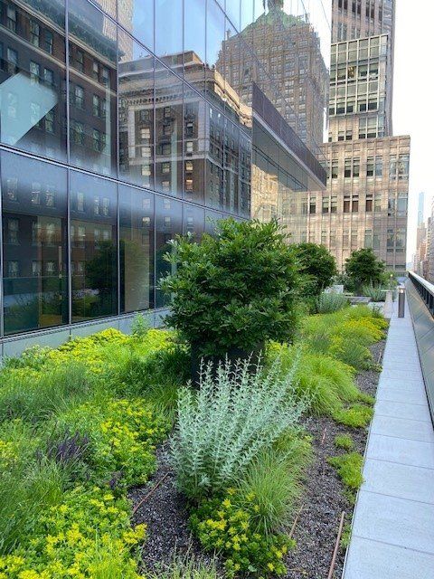 Rooftop garden with lush green plants, shrubs, and reflective glass buildings in the background.