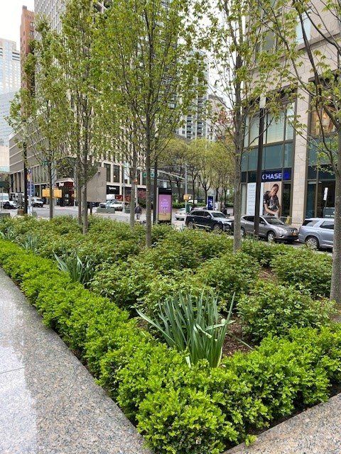 Green shrubs and trees in a city parkway; a modern building and cars are in the background.