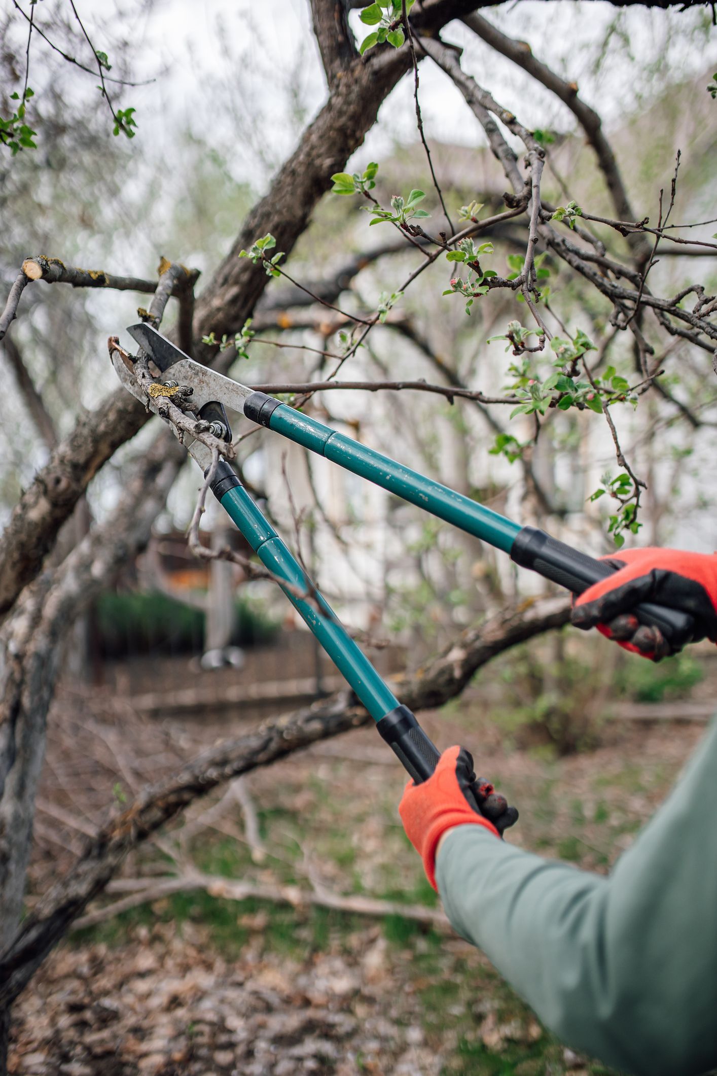 Person pruning tree branches with lopper tool outdoors tree service.