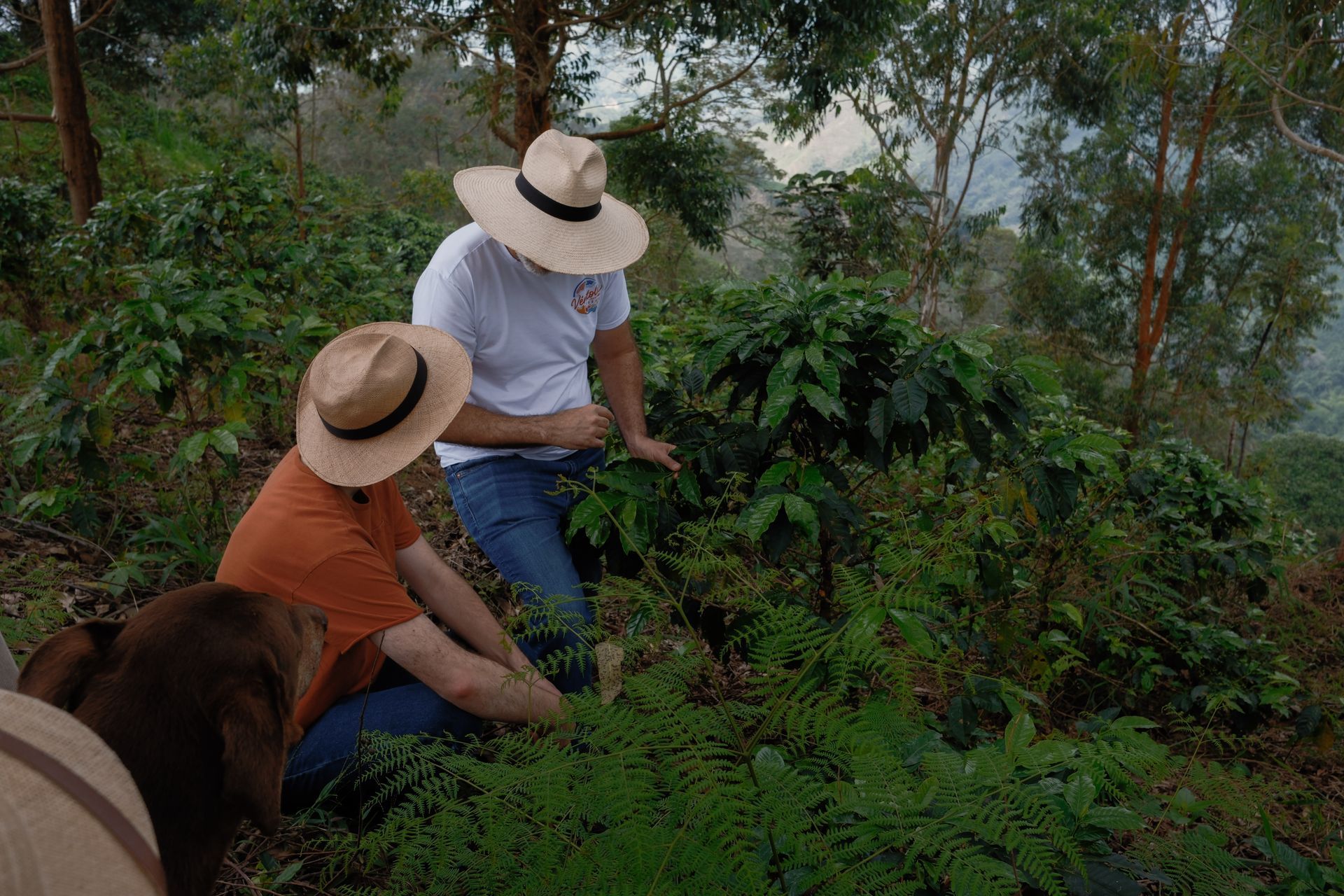 COLOMBIA AMARILLO NATURAL