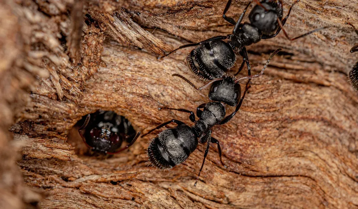 Adult Female Carpenter Ants