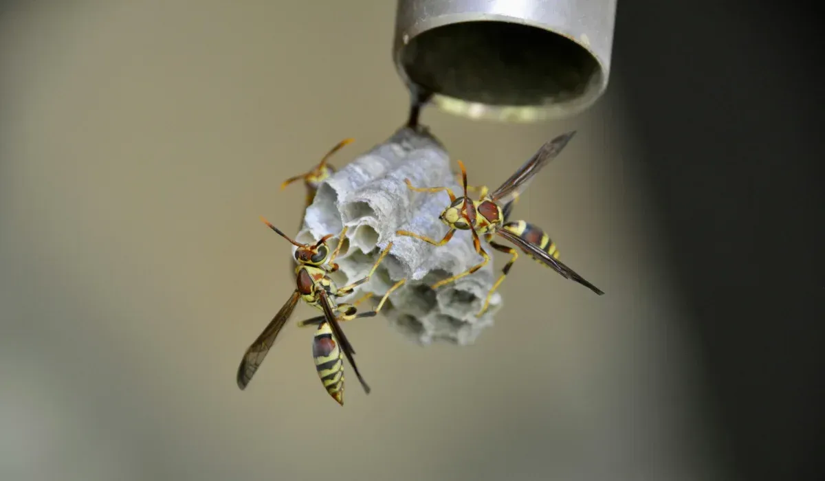 Close-up of Paper Wasps Building a Nest