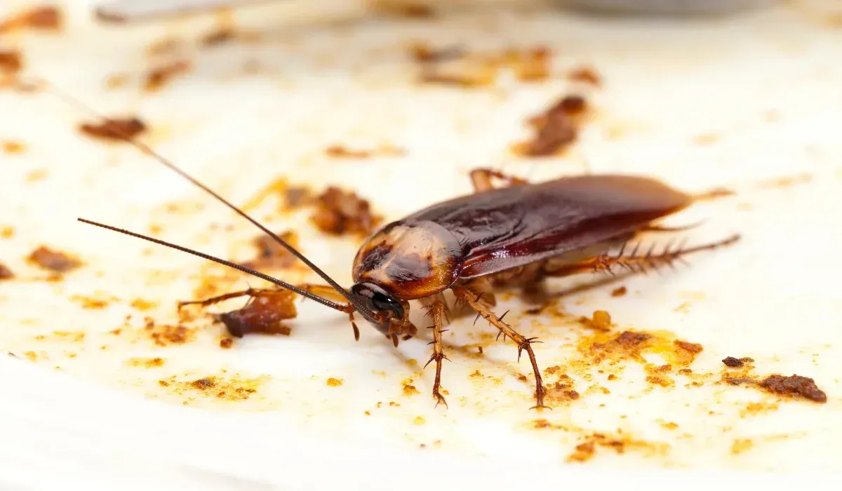 cockroach