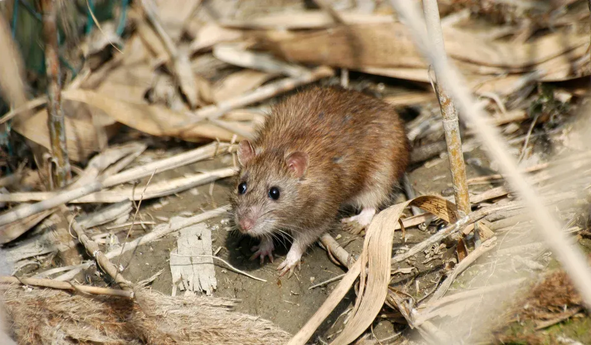 Norway rats (Rattus norvegicus)