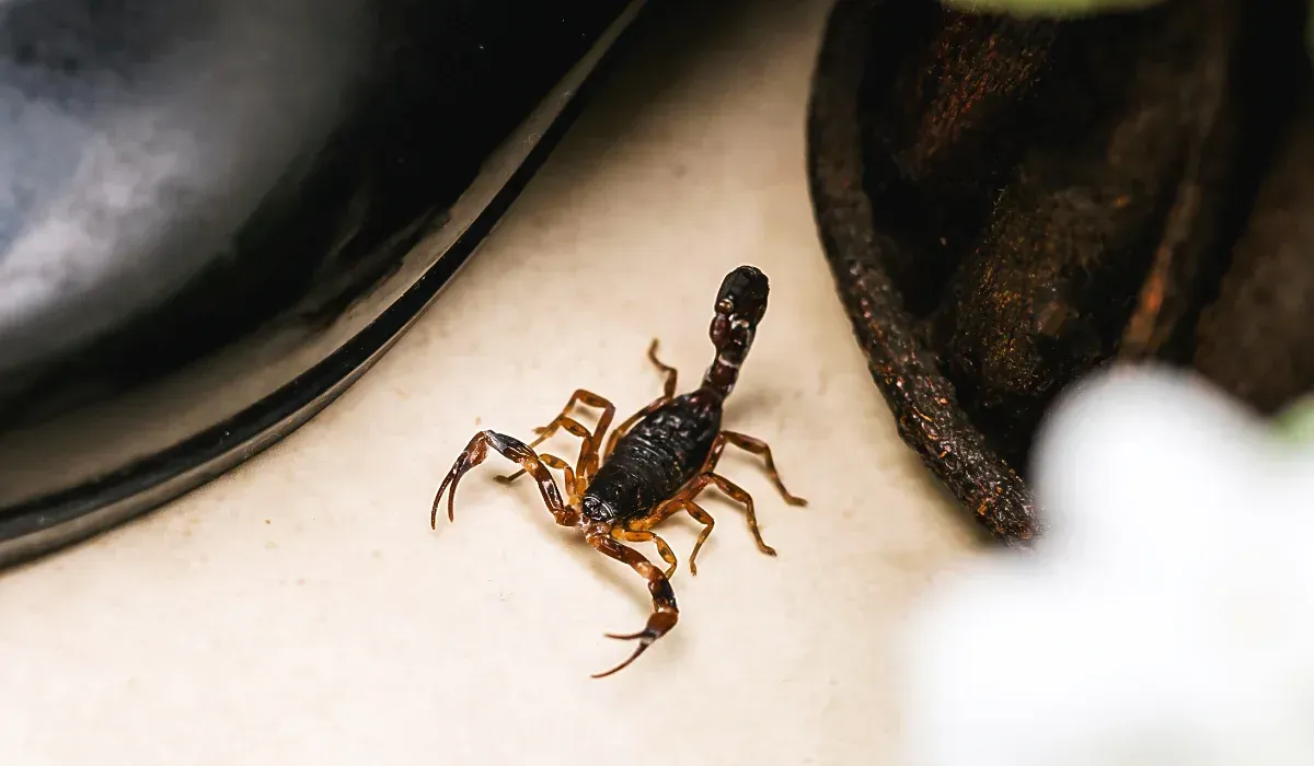 scorpion hiding in home garage