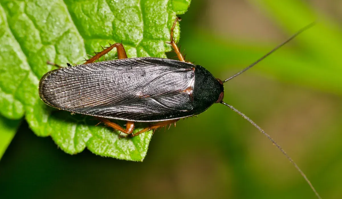 Tree Roach
