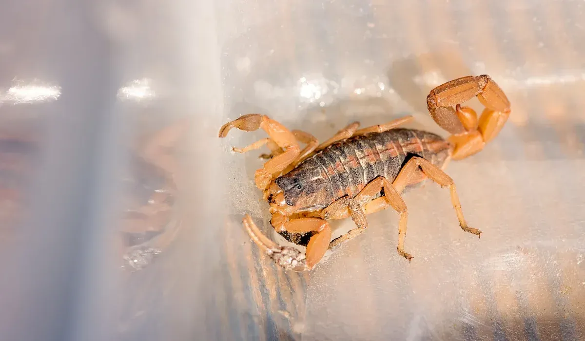 striped bark scorpions