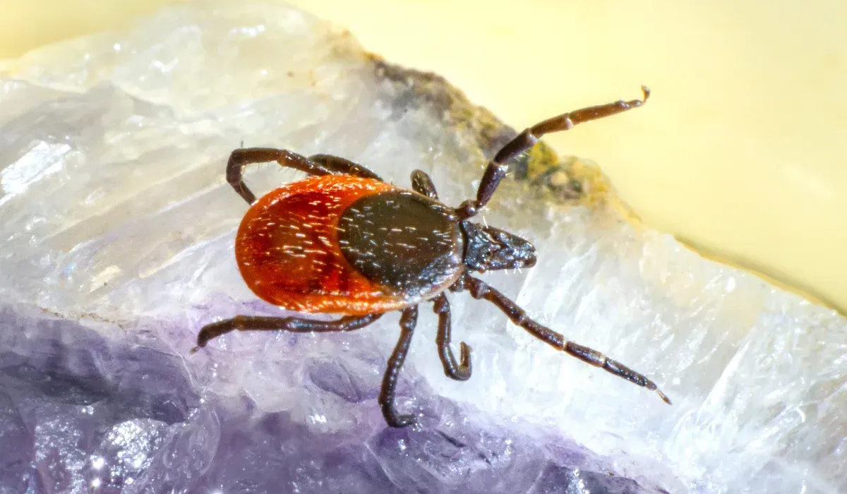 Tick on Purple gem stone