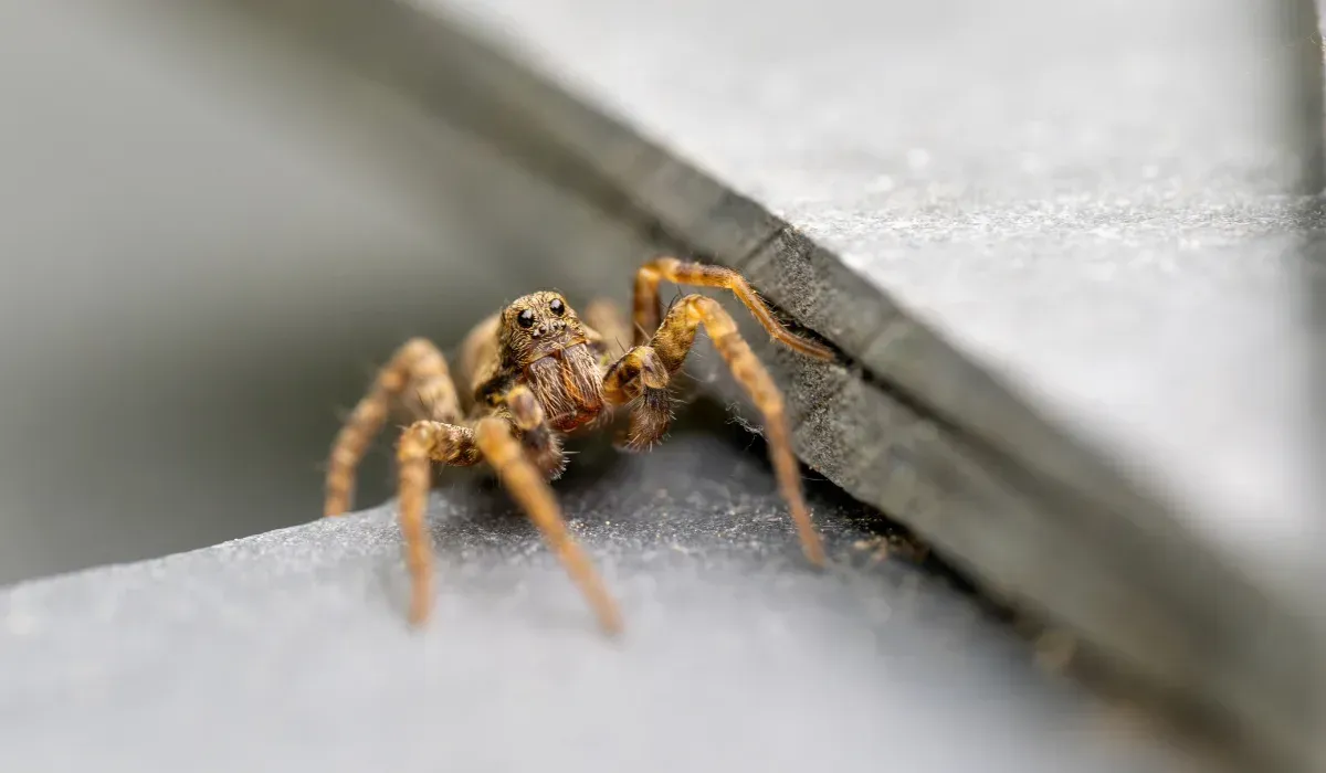 Wolf Spider Laying in Wait on Slate