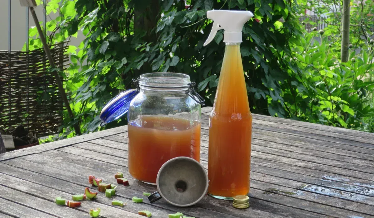 Apple cider vinegar for gnats