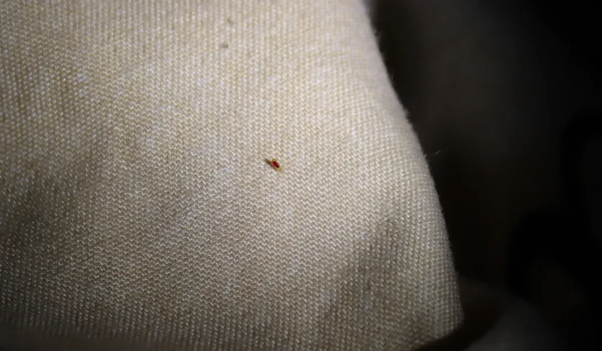 baby bed bug