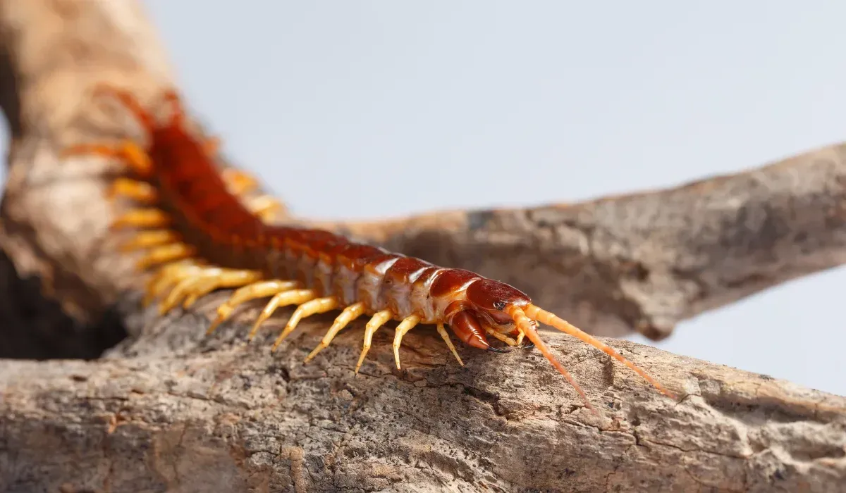 red centipede