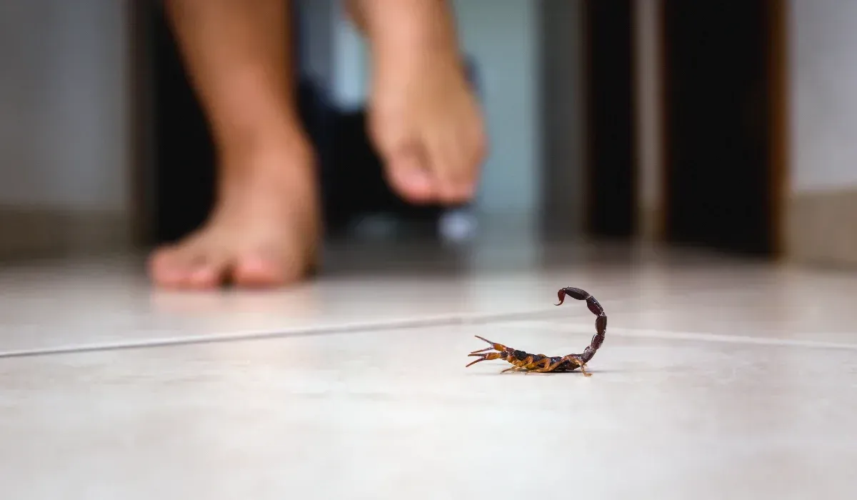 scorpion indoor