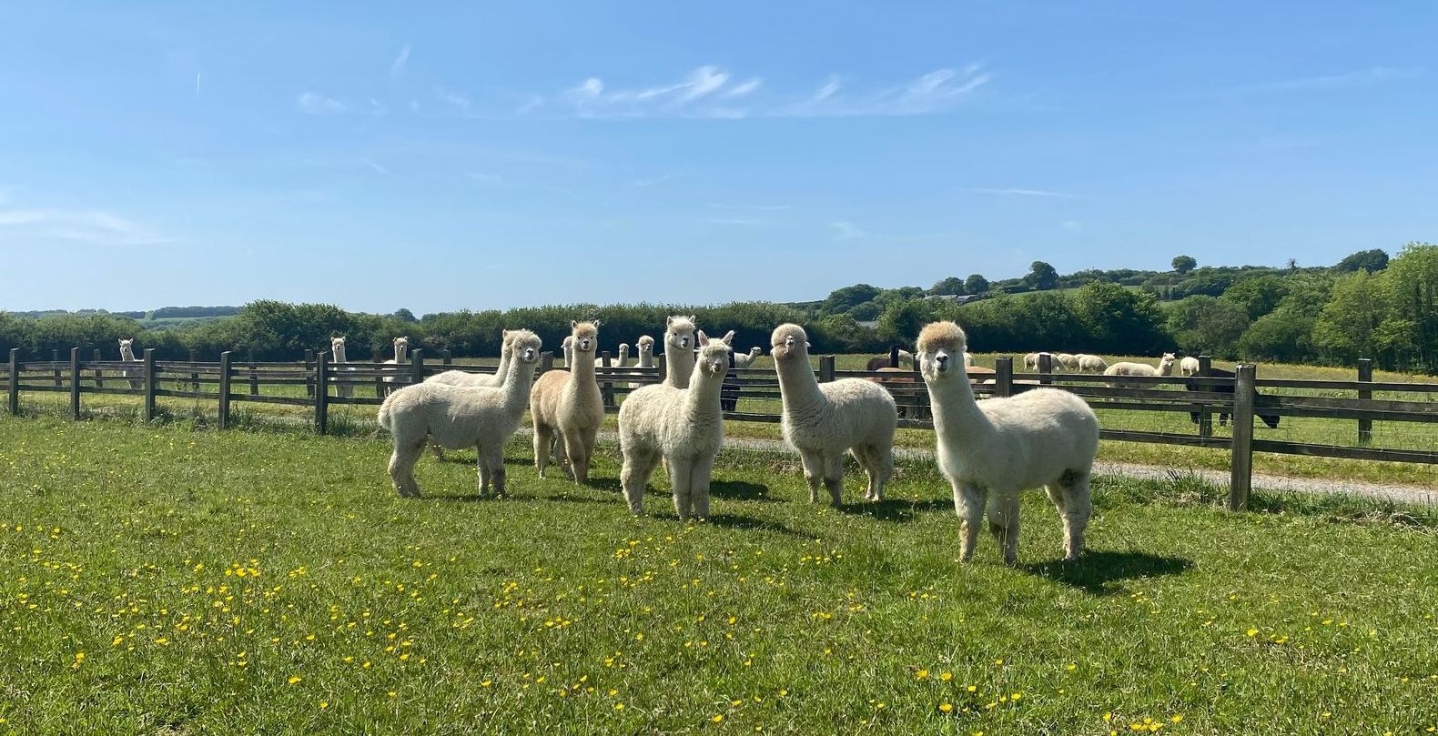 alpaca grazing on Weekfield Farm, Somerset - EkoAlpaka’s sustainable alpaca farm