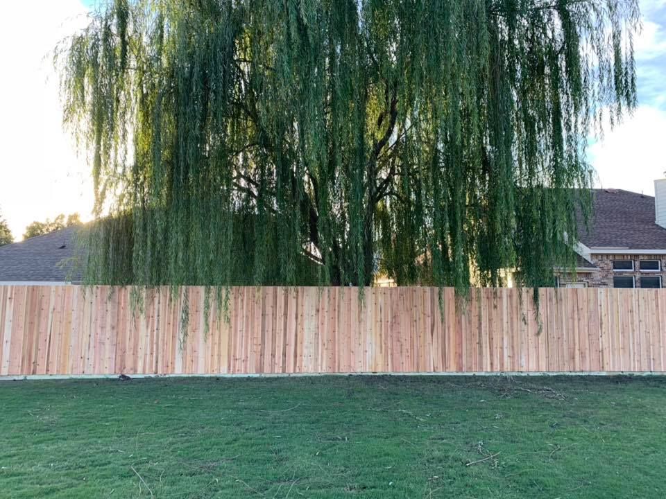 Tall willow tree behind a wooden fence, with green grass in the foreground and houses in the background.